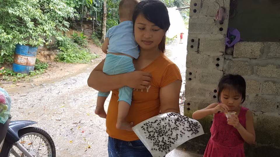 Khon kho vi ruoi nhang, mui hoi thoi tu du an xu ly chat thai cong ty Indevco-Hinh-8
