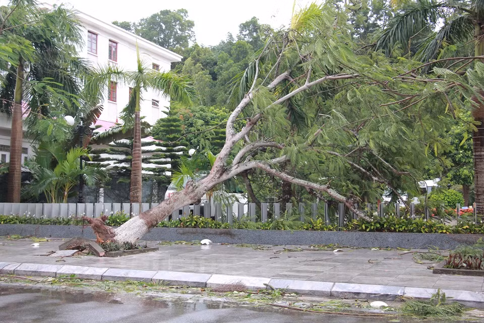 Và bật gốc trên các tuyến đường du lịch ven biển Đồ Sơn.