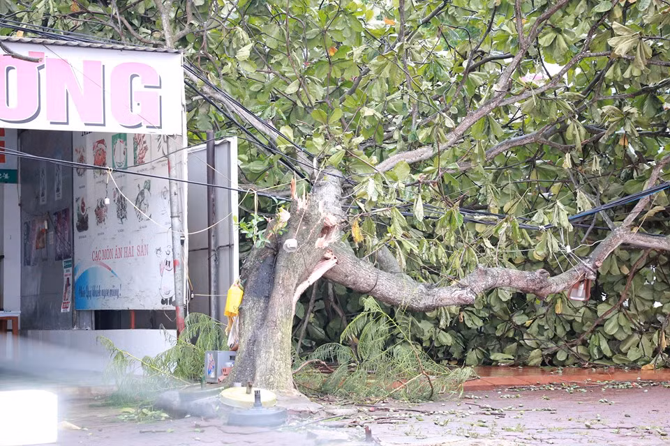 Hàng loạt cây xanh bị quật gãy.