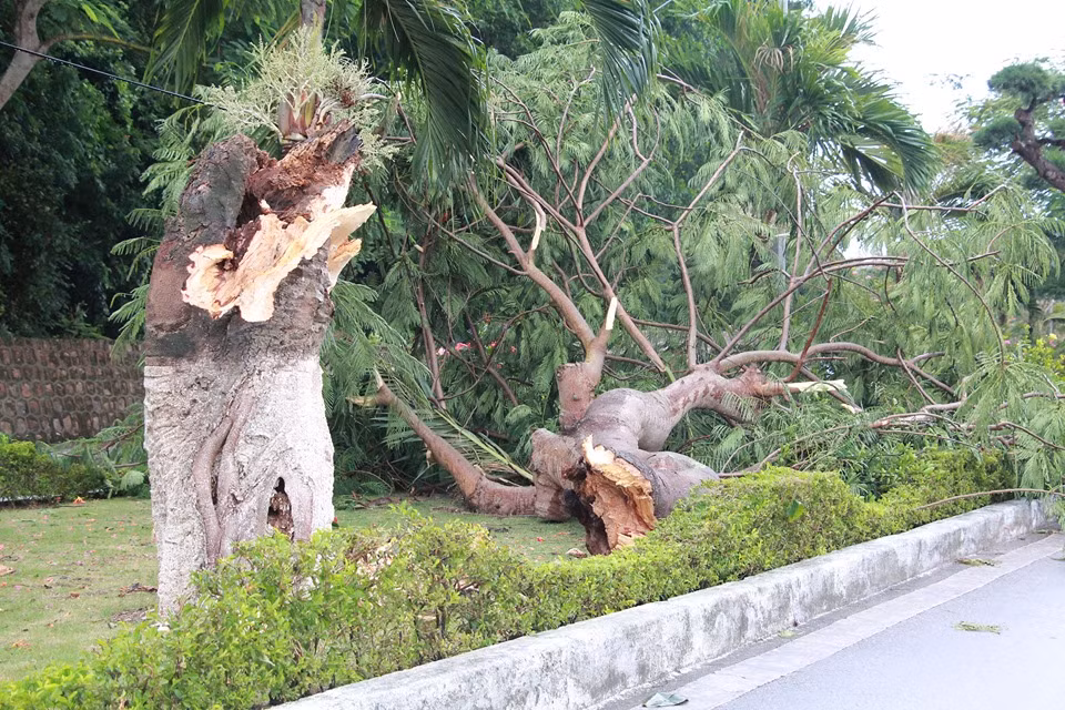 Một cây phượng bị sâu thân bị bão quật đổ.