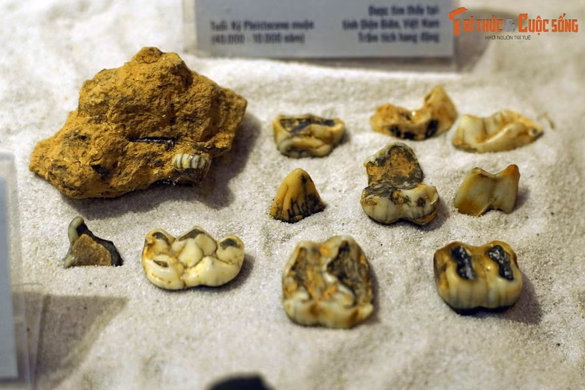 Hóa thạch răng heo vòi khổng lồ (Tapirus indicus), kỷ Pleistocene muộn (40.00-10.000 năm trước), tìm thấy trong trầm tích hang động tại tỉnh Điện Biên.