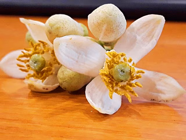 Vì vậy mà hoa bưởi đầu mùa luôn đắt khách, ai cũng muốn mua một ít để chuẩn bị đón tháng 3 về. Vì vậy mà hoa bưởi đầu mùa luôn đắt khách, ai cũng muốn mua một ít để chuẩn bị đón tháng 3 về.