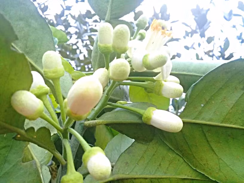 Theo những người bán hàng, hoa bưởi được lấy từ các vườn ở Hòa Bình, Cầu Diễn (Hà Nội). Theo những người bán hàng, hoa bưởi được lấy từ các vườn ở Hòa Bình, Cầu Diễn (Hà Nội).