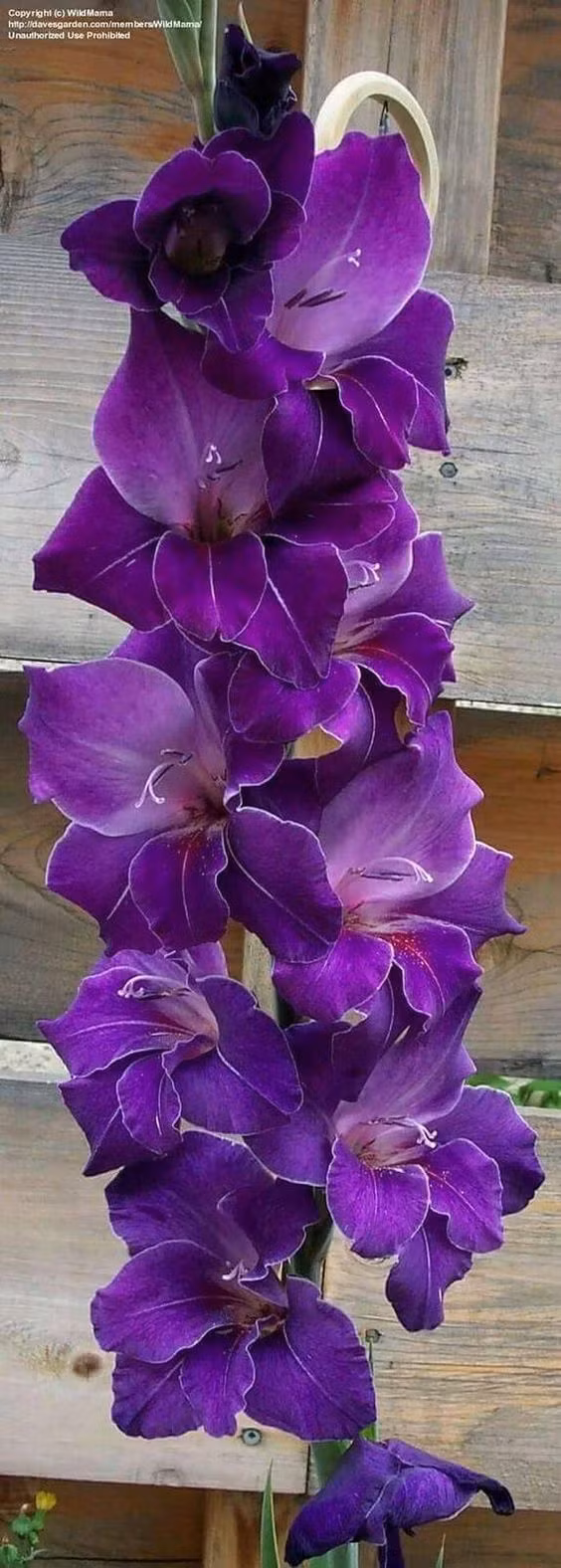 Ảnh: patrizialicini.tumblr.com