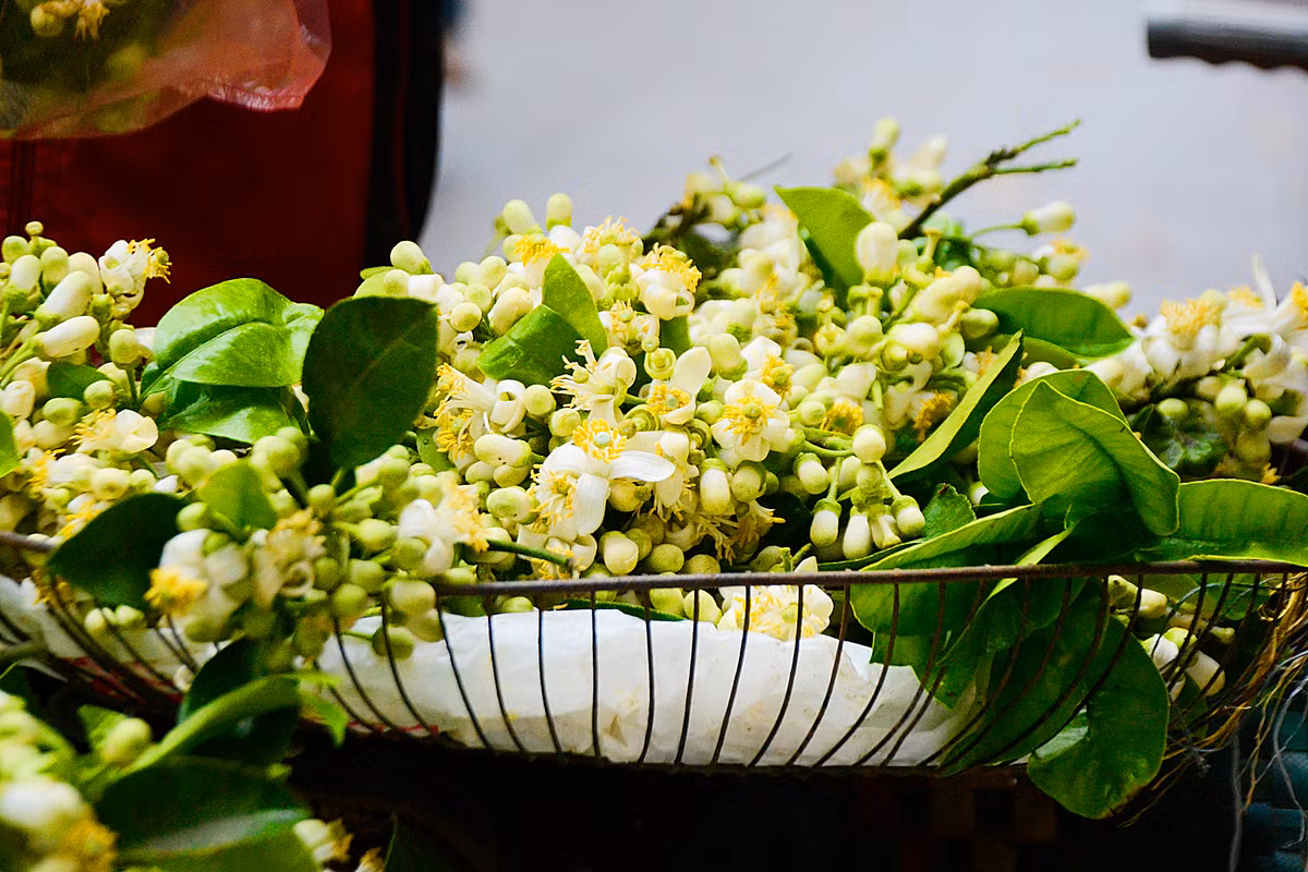 Hương hoa bưởi tháng 3 lan tỏa khiến nhiều người đi đường tỏ ra thích thú và dừng lại mua. Hương hoa bưởi tháng 3 lan tỏa khiến nhiều người đi đường tỏ ra thích thú và dừng lại mua.