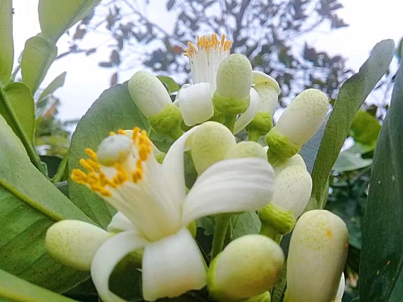 Khách không chỉ mua để ướp trà, bột sắn hoặc lấy tinh dầu... Khách không chỉ mua để ướp trà, bột sắn hoặc lấy tinh dầu...
