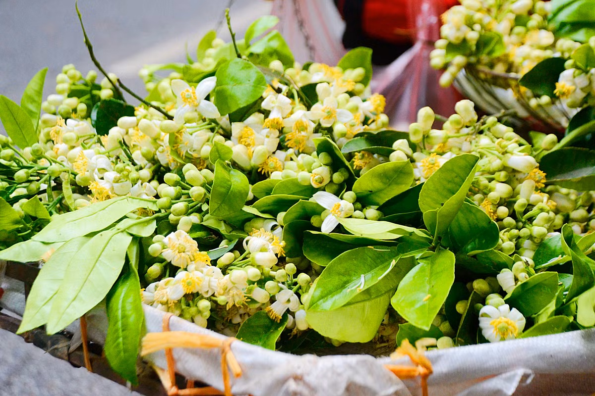 Giá hoa bưởi hiện được bán với mức từ 200.000 đến 250.000 đồng/kg tùy chất lượng. Giá hoa bưởi hiện được bán với mức từ 200.000 đến 250.000 đồng/kg tùy chất lượng.