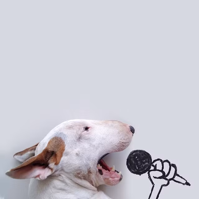 Ca sĩ chó bất đắc dĩ.