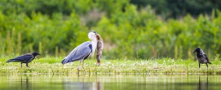Biết mình yếu thế khi một chọi một, con quạ "gọi hội" đến, muốn "đánh hội đồng", quây diệc trắng, bắt diệc trắng nhả mồi.
