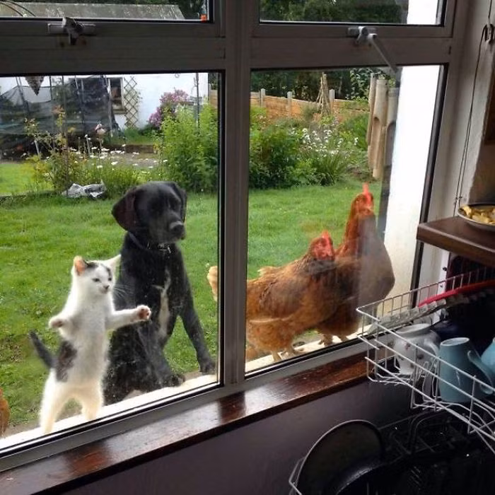 Kìa! Cô chủ đang nấu món gì ngon lắm ấy!