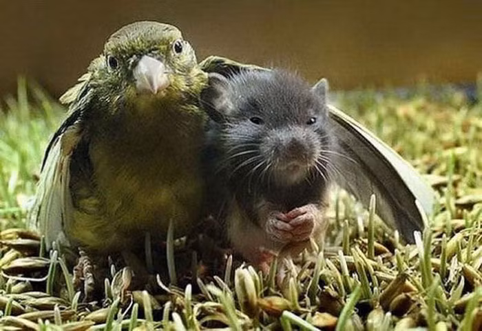 Đừng sợ, vẹt đây sẽ không để ai bắt nạt được bạn đâu!