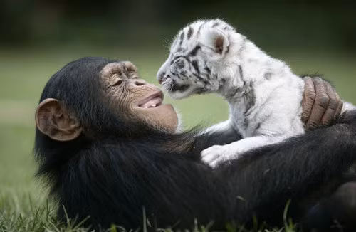 Hổ con à, lớn lên phải thật dũng mãnh nhé, tớ kỳ vọng vào cậu!