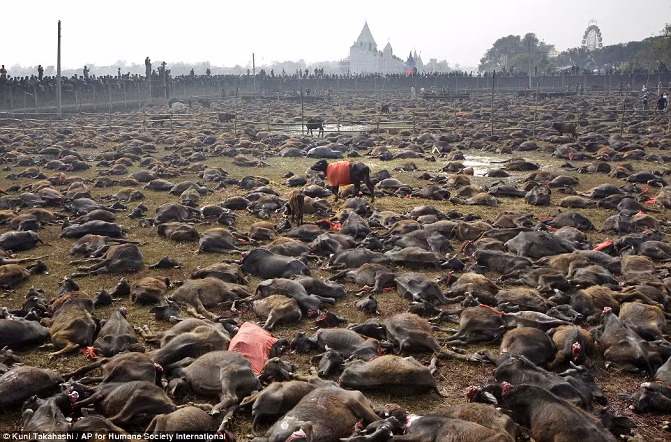 Cảnh tượng man rợ này diễn ra ở ngôi đền Gadhimai thuộc làng Bariyarpur, miền Nam Nepal giáp biên giới Ấn Độ. Hàng triệu tín đồ đạo Hindu đã kéo tới để tham dự những nghi lễ hiến tế.