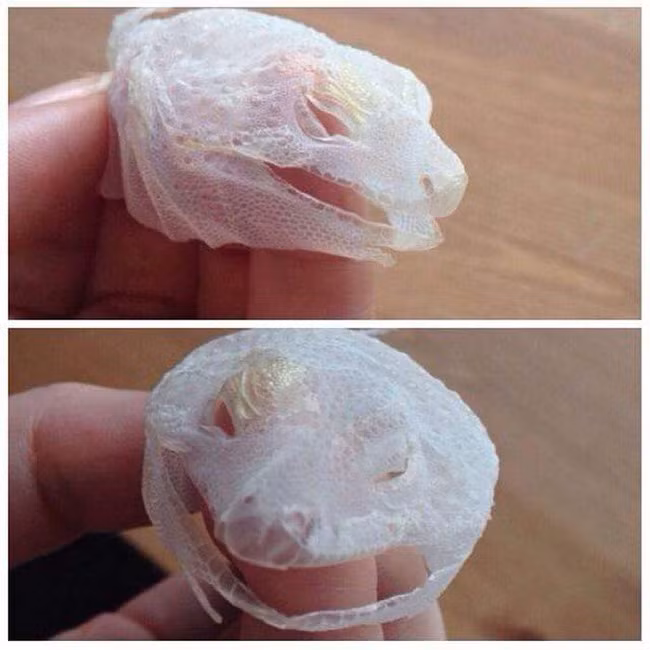 Một con thằn lằn lột xác tài tình, để lại lớp da hoàn hảo.