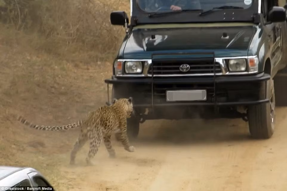 Những hình ảnh hãi hùng này được khi lại bởi Grant Ford và cậu con trai 13 tuổi của ông, những người theo dõi vụ báo tấn công người đáng sợ.