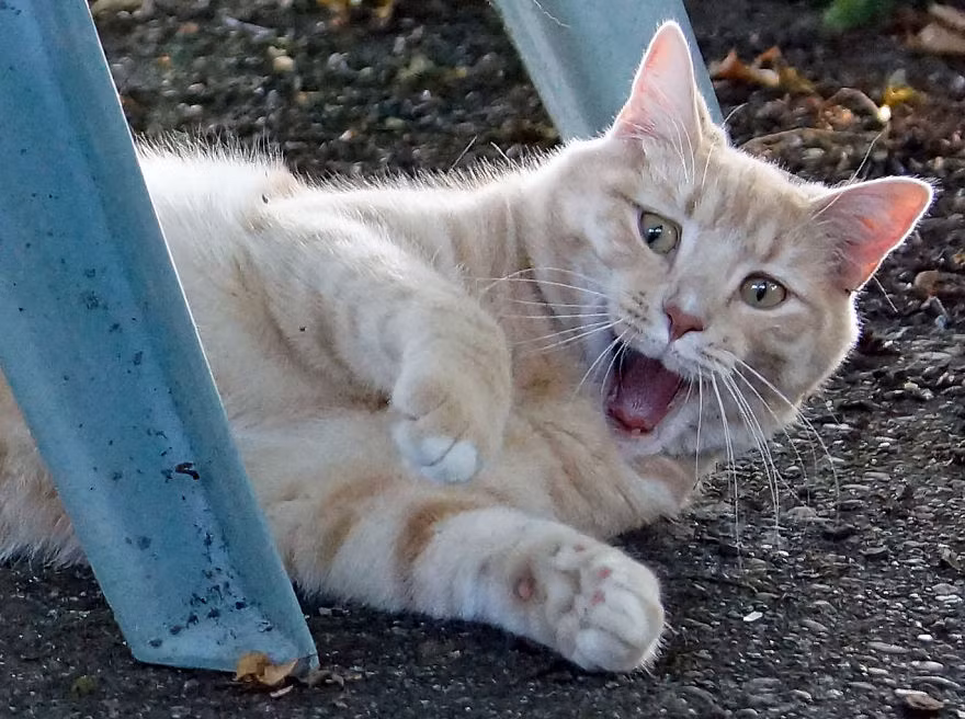 "A ha ha ha! Bị bắt quả tang mất rồi!".