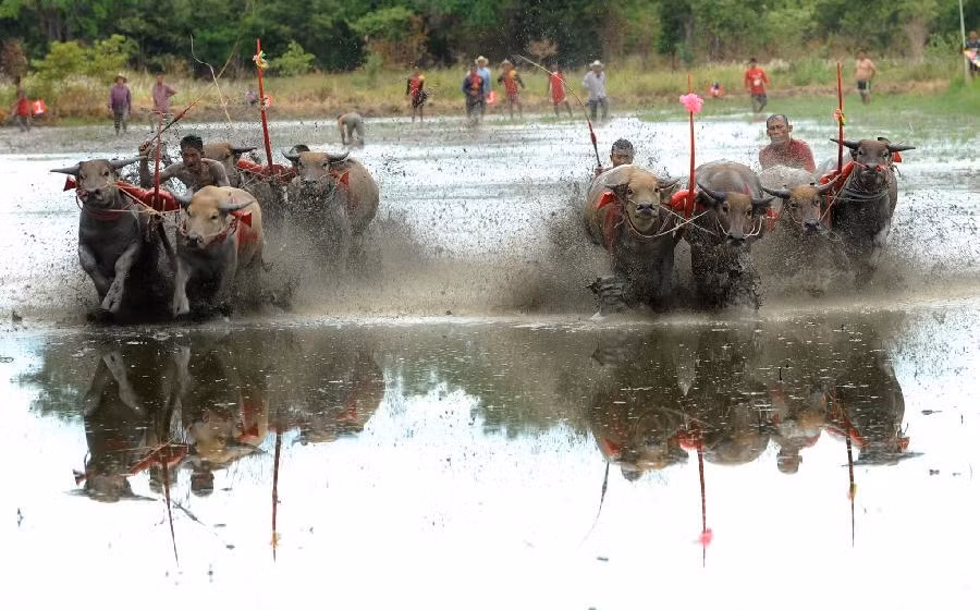 Cuộc đua này luôn luôn sôi động trong tiếng hò reo, cổ cũ của những khán giả là người dân địa phương và các du khách. Và dường như nhận biết được mọi người đang cổ vũ mình nhiệt tình, những con trâu đua lại càng hăng máu gõ móng lao đi nhanh hơn, đem đến những giây phút phấn khích tột độ.