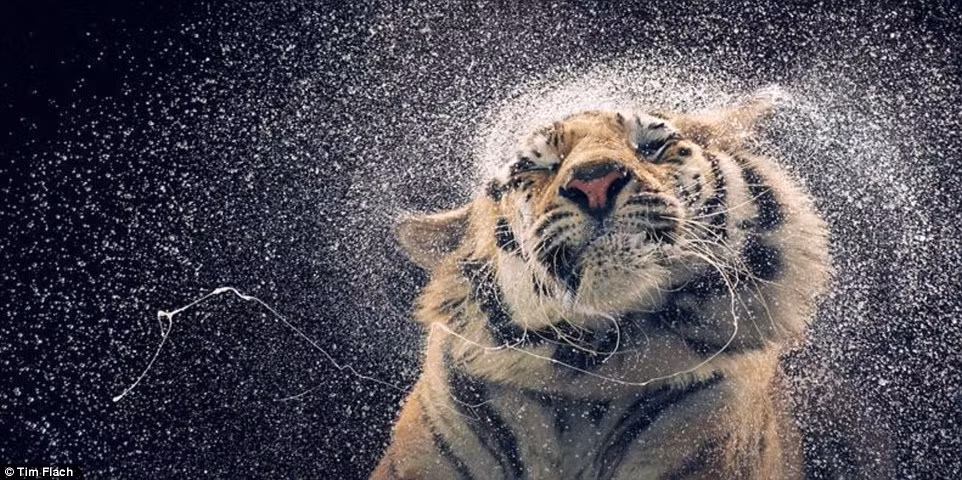 Tim Flach, một nhiếp ảnh gia 54 tuổi, hiện đang sống Anh là một trong những nhiếp ảnh gia động vật nổi tiếng nhất trên thế giới. Bộ ảnh làm nên tên tuổi của Tim lần đầu tiên là bộ ảnh về những chú chó và ngựa mang tên Dogs Gods and Equus. Tim Flach tiếp tục khiến người xem kinh ngạc với chùm ảnh chân dung các loài động vật cực độc đáo của mình.