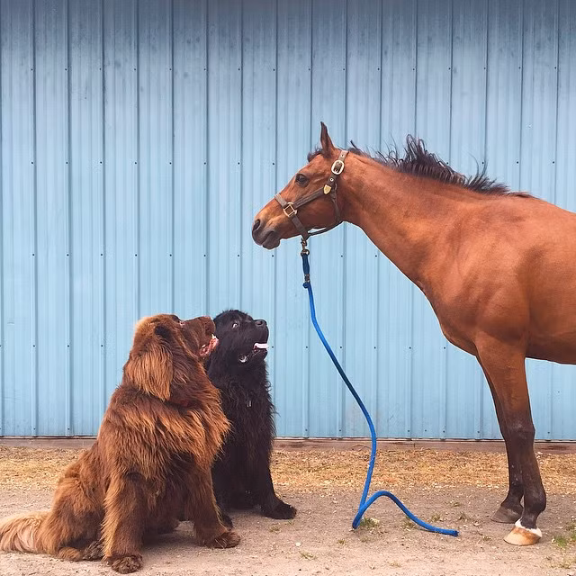 Giống chó Newfoundland là giống chó lai tạo giữa giống chó sói bản địa với giống chó ngao khổng lồ, chúng hiền lành và mẫu mực.