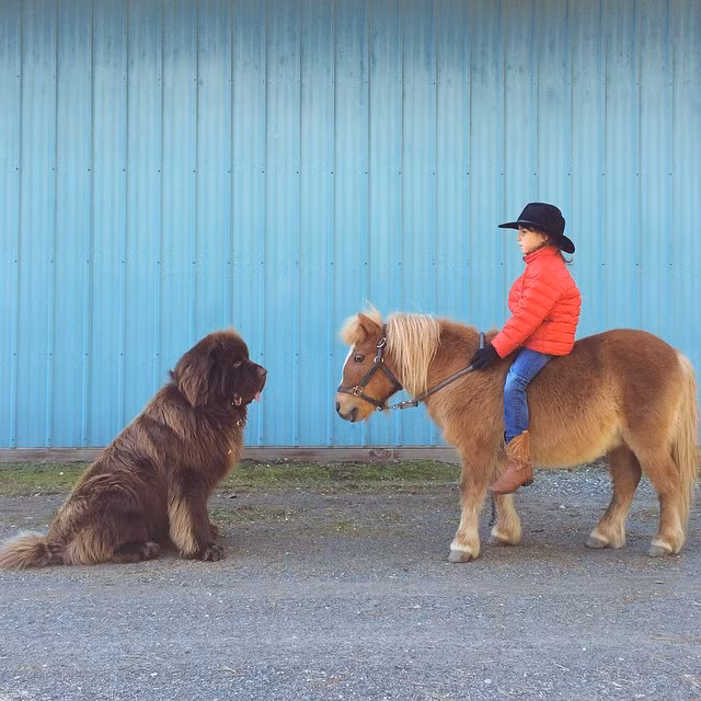 Hai chú chó giống Newfoundland có tên là Bruce và Max hàng ngày ngoài làm công việc canh giữ nhà thì công việc chính của chúng là chơi đùa, chăm sóc và bảo vệ cậu chủ nhỏ của mình.