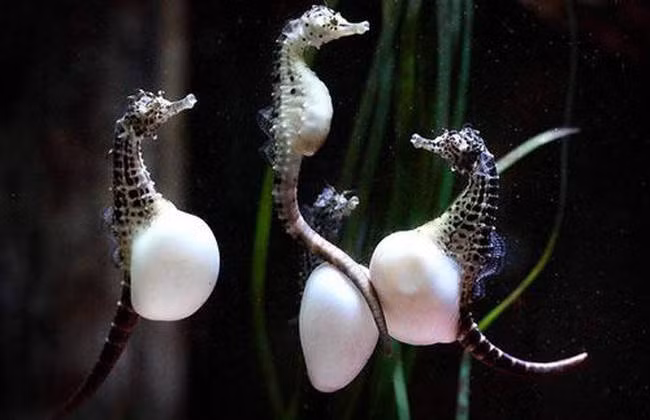 "Xin đừng nhầm chúng tôi là những mẹ bầu, chúng tôi là những bố bầu, những ông bố của năm!".