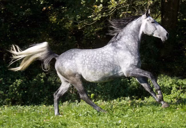 Con ngựa đốm xám Dappled Grey này đúng như tên gọi có một bộ lông xám, loang những đốm trắng rất thú vị, không một con ngựa nào có thể sở hữu bộ lông đặc biệt như thế.
