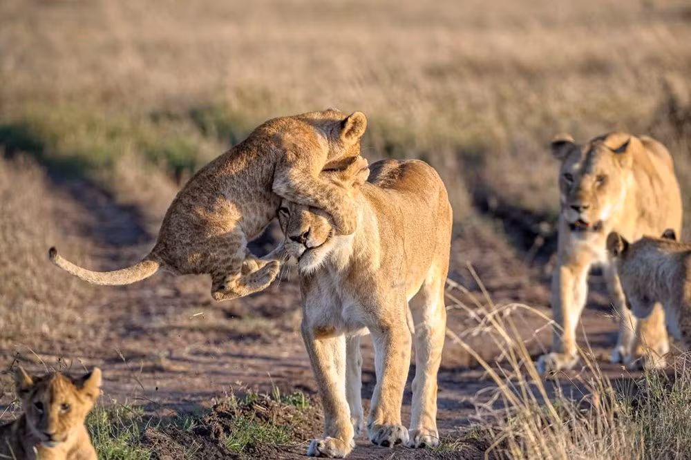 Sư tử nghịch ngợm, hình ảnh được chụp tại vườn quốc gia Naboisho Conservancy, Masai Mara, Kenya, châu Phi.