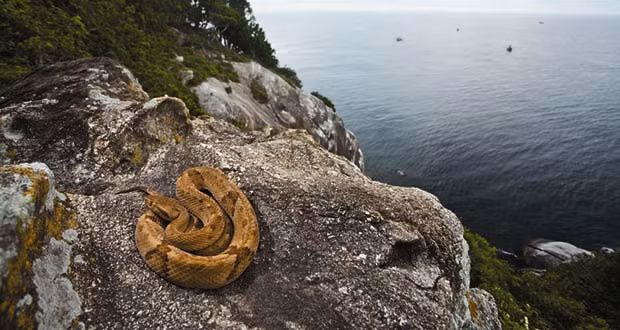 Đảo rắn Queimada Grande Brazil. Hãy quên đi những con rắn trên máy bay, đây là một hòn đảo, nơi tập trung đông dân cư nhất của các loài rắn độc. Cứ 5 mét vuông lại có 3 đến 8 con rắn độc và rắn san hô (được coi là con rắn nguy hiểm nhất ở ​​Brazil).
