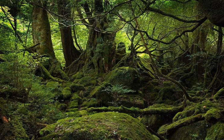 Rừng tự sát Aokigahara, Nhật Bản. Đây là một khu rừng nằm dưới chân núi Phú Sĩ, hàng trăm vụ tự tử diễn ra tại đây mỗi năm khiến khu rừng mang một cái tên ghê rợn. Do mật độ dày đặc của cây khiến cho khu rừng cực kỳ yên tĩnh, nơi đây được cho là nơi hoàn hảo để tự tử. Gần đây, kiểm lâm khu vực đã cho đặt những tấm biển khuyên những người tới đây có ý định tự tử hãy suy nghĩ lại cả bằng tiếng Nhật và tiếng Anh xung quanh rừng.