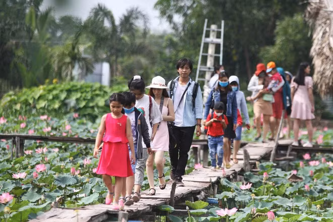 Cánh đồng sen nằm tại đường Tam Đa, Q.9, TP.HCM cũng là một lựa chọn nếu bạn trẻ thích khung cảnh bình yên của vùng ngoại ô.