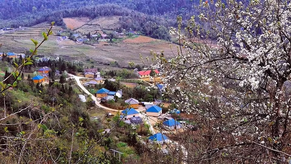 Màu trắng tinh khôi nổi bật giữa núi rừng ngàn mây tạo nên khung cảnh mộng mơ mà hiếm nơi nào có được. Từng nếp nhà trình tường của người Hà Nhì ẩn hiện dưới những tán hoa tạo nên bức tranh tuyệt đẹp.