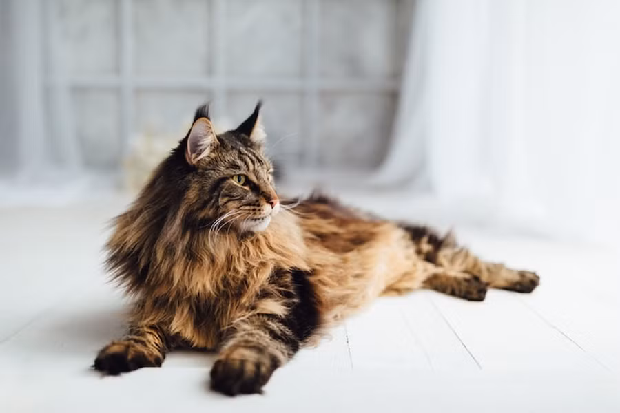 So với những con mèo bình thường, mèo Maine Coon khổng lồ cần một lượng thức ăn rất lớn, thức ăn cho mèo thông thường và thức ăn đóng hộp không thể đáp ứng được sự thèm ăn của mèo Maine Coon. Mèo Maine Coon cần bổ sung rất nhiều chất dinh dưỡng trong quá trình phát triển thể chất, để có thể cung cấp đủ chất cho hệ xương và cơ của chính mình, chúng cần ăn nhiều thịt sống.
