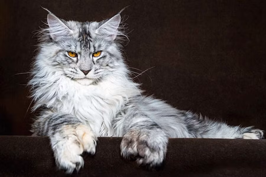 Tính cách của mèo Maine Coon đối lập hoàn toàn với ngoại hình của chúng. Dù sở hữu vẻ ngoài có vẻ khá hung dữ, gương mặt nghiêm nghị điểm trên chiếc bờm sư tử thế nhưng lại bất ngờ trước biệt danh người ta đặt cho những chú mèo Maine Coon: “Người khổng lồ dịu dàng”. Vẻ hiền lành, nhẹ nhàng, tuyệt đối trung thành với chủ nhân.