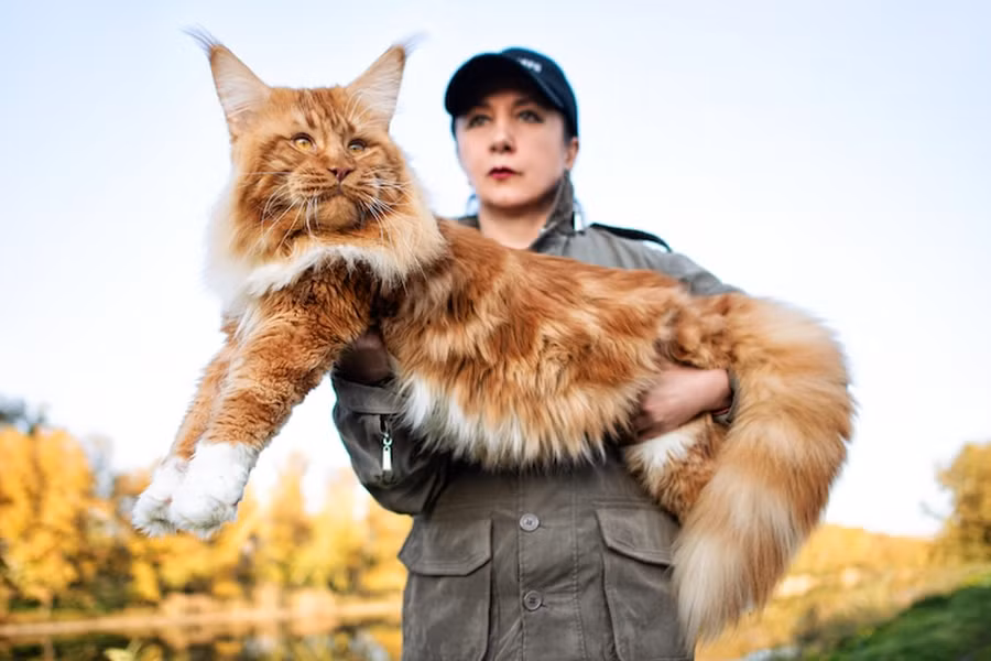 Mèo Maine Coon có tính cách đặc biệt, chúng thông minh hơn những loại mèo khác, có tính cách nhẹ nhàng và trung thành, do đó chúng rất ngoan và dễ huấn luyện. Chúng rất thích tự do, thích chạy nhảy và không thích nằm lì một chỗ. Giống mèo này cũng có khả năng săn bắt cao.