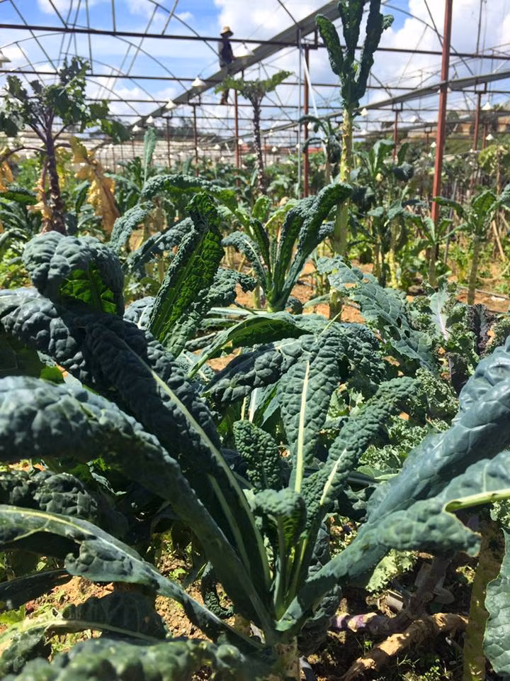 Tương tự, các nhà vườn khác cũng cho biết, giống cải xoăn Kale khổng lồ này hiện đang là mặt hàng rau được bà nội trợ săn mua về làm thực phẩm ăn hàng ngày. Đặc biệt, các chị em còn đua nhau đặt mua loại cải này về làm sinh tố uống với mục đích chăm sóc sắc đẹp.