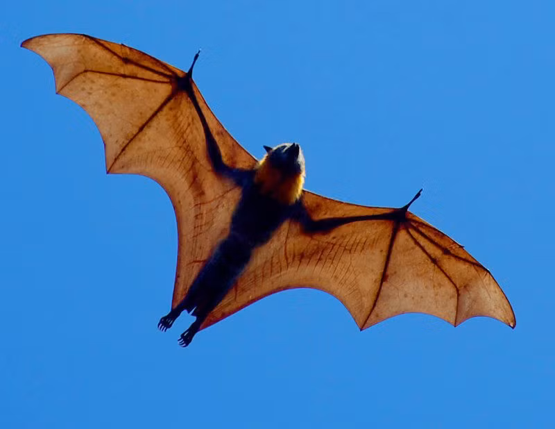 Dơi khổng lồ có kích thước to ngang một đứa trẻ. Dơi quạ (Flying Fox) là một loài dơi khổng lồ có thật và sống ở khu vực rừng rậm. Loài này ngủ vào ban ngày và đi kiếm ăn vào đêm, chúng trở về trước lúc bình minh.