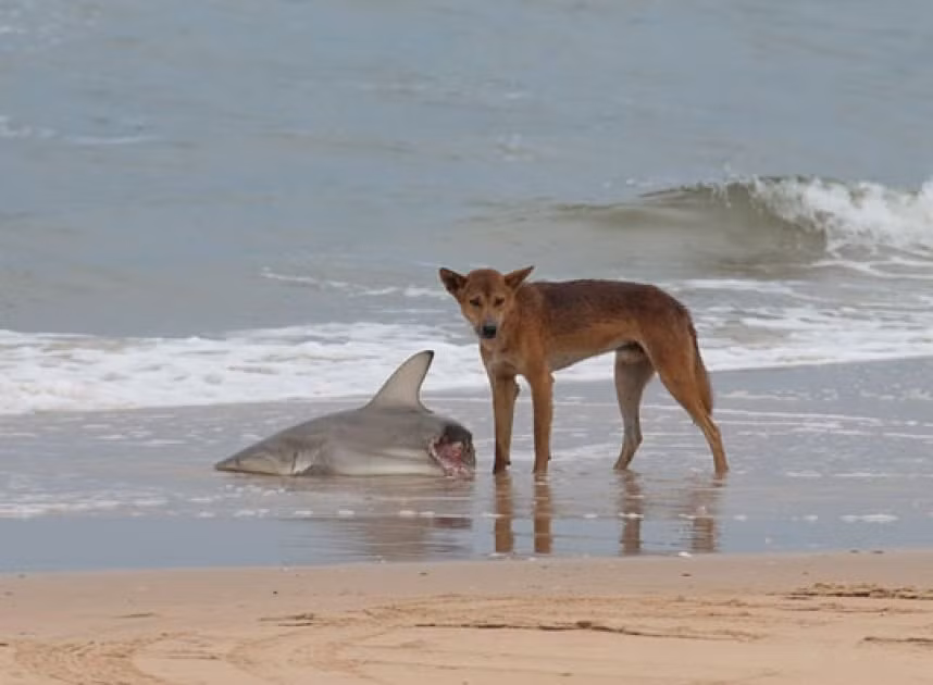 Chó hoang Dingo ăn thịt một con cá mập trên bờ. Người ta vẫn chưa rõ có phải chó hoang giết cá mập hay không, bởi cá mập không phải là món ăn ưa thích của loài chó này. Tuy nhiên, hình ảnh này cũng khiến nhiều người khiếp đảm.