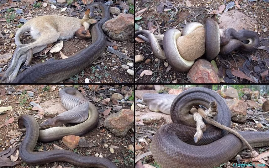 Cảnh tượng những con trăn khổng lồ giết chết, ăn tươi nuốt sống những con kangaroo con là điều không hiếm ở Australia.
