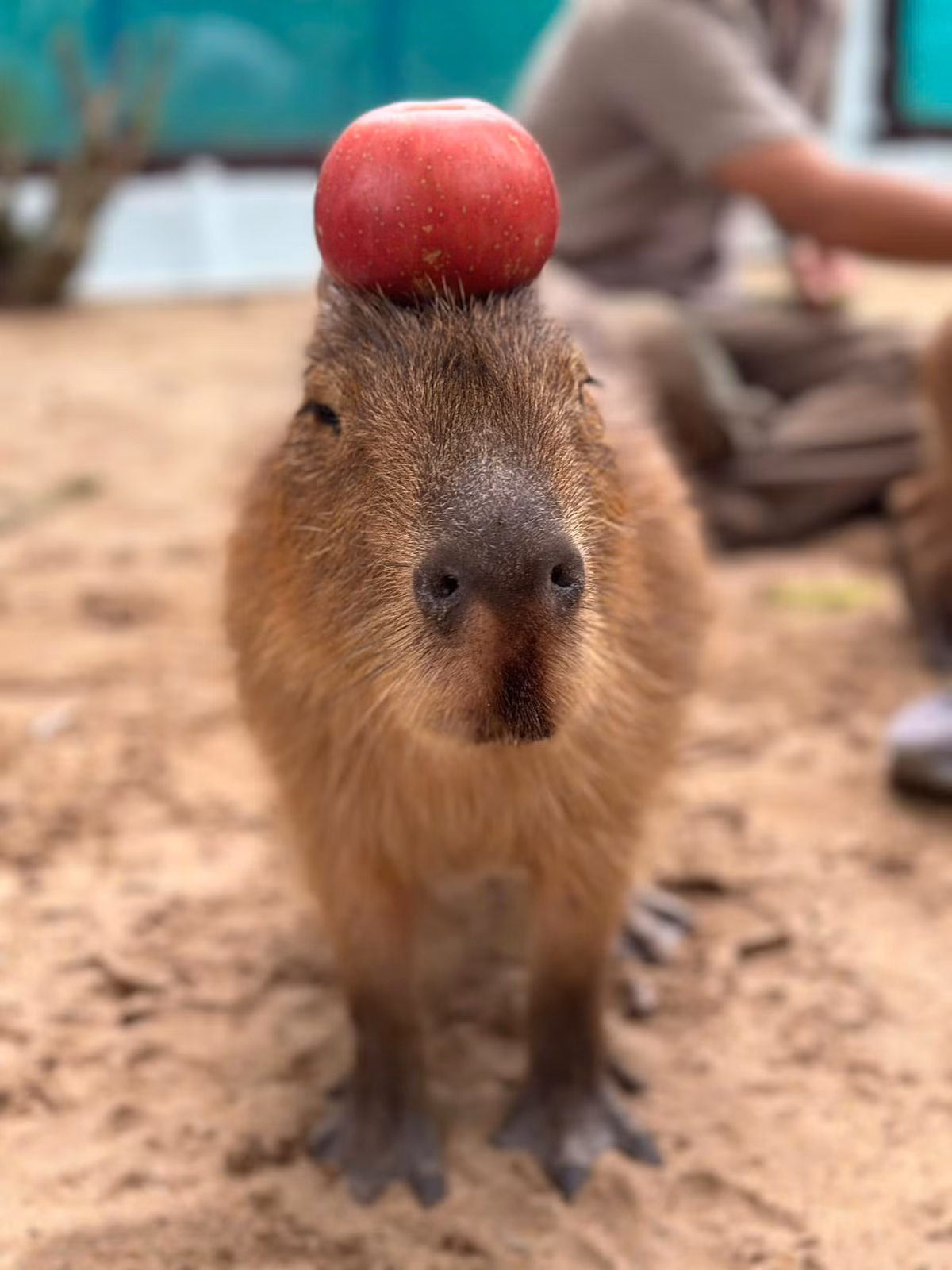 Không chỉ vậy, capybara được yêu thích bởi sự gần gũi và thân thiện với con người. Chúng ít khi cảnh giác và có xu hướng hòa đồng với con người.