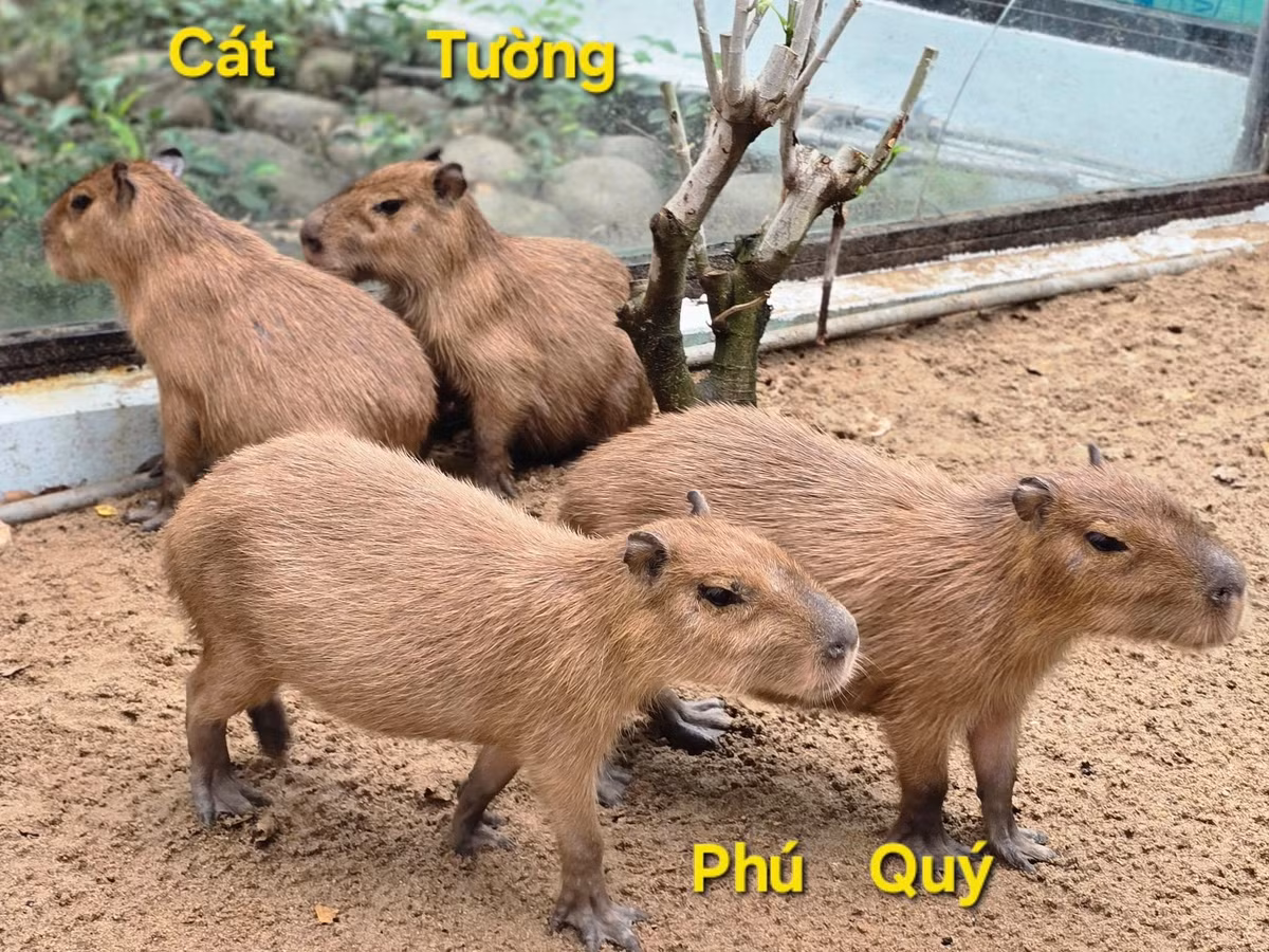 Thời gian qua capybara trở thành "trend" được giới trẻ, trẻ em yêu thích. Rất nhiều mẫu thú bông, giày dép, quần áo đều được tạo hình theo loài động vật này. Sự ra mắt của 4 thành viên nhà chuột lang nước ở Thảo cầm viên hứa hẹn sẽ thu hút rất nhiều khách tham quan tới ghé thăm.