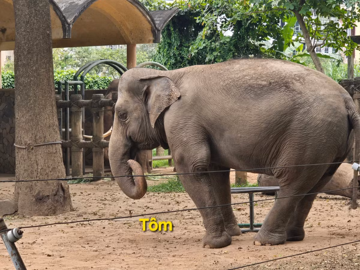 Thảo cầm viên Sài Gòn luôn biết cách gây ấn tượng với cách đặt tên các loài động vật. Có những cái tên được đặt vô cùng quen thuộc, giống như cách đặt tên con gọi ở nhà của nhiều gia đình Việt. Chính điều này đã mang lại sự gần gũi với khách tham quan.