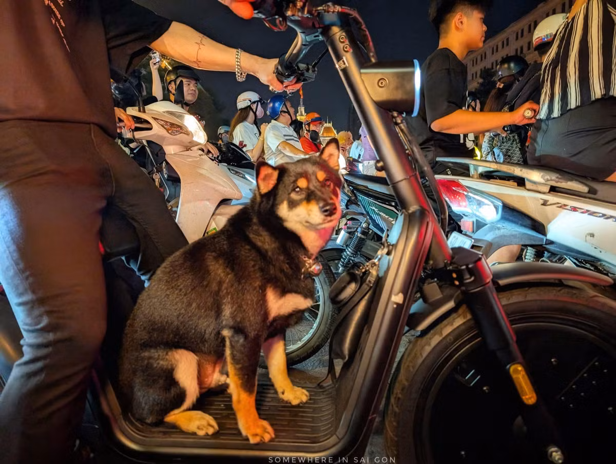 Những chú cún cưng cũng được mang đi bão.