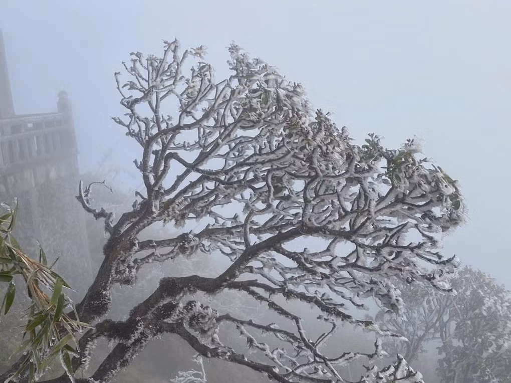 Vài ngày trước, trên đỉnh núi này cũng đã xuất hiện sương muối và lớp băng mỏng vào một số thời điểm đêm, sáng sớm.