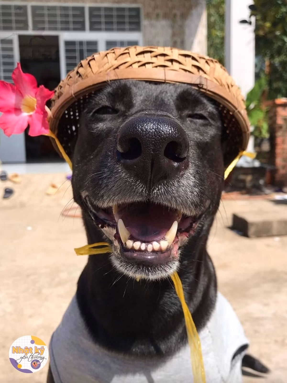 Nhiều người còn gợi ý cho chủ nhân của chú cún nên cho thú cưng của mình đi làm mẫu ảnh cho những shop thời trang thú cưng.