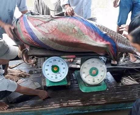 Nghe tin có người đánh được cá khủng nên hàng trăm người dân kéo nhau đến xem và nhiều thương lái cũng có mặt trả giá. Cuối cùng, ngư dân đã bán con cá hô trên cho một thương lái ở Thủ Đức với giá 192 triệu đồng.