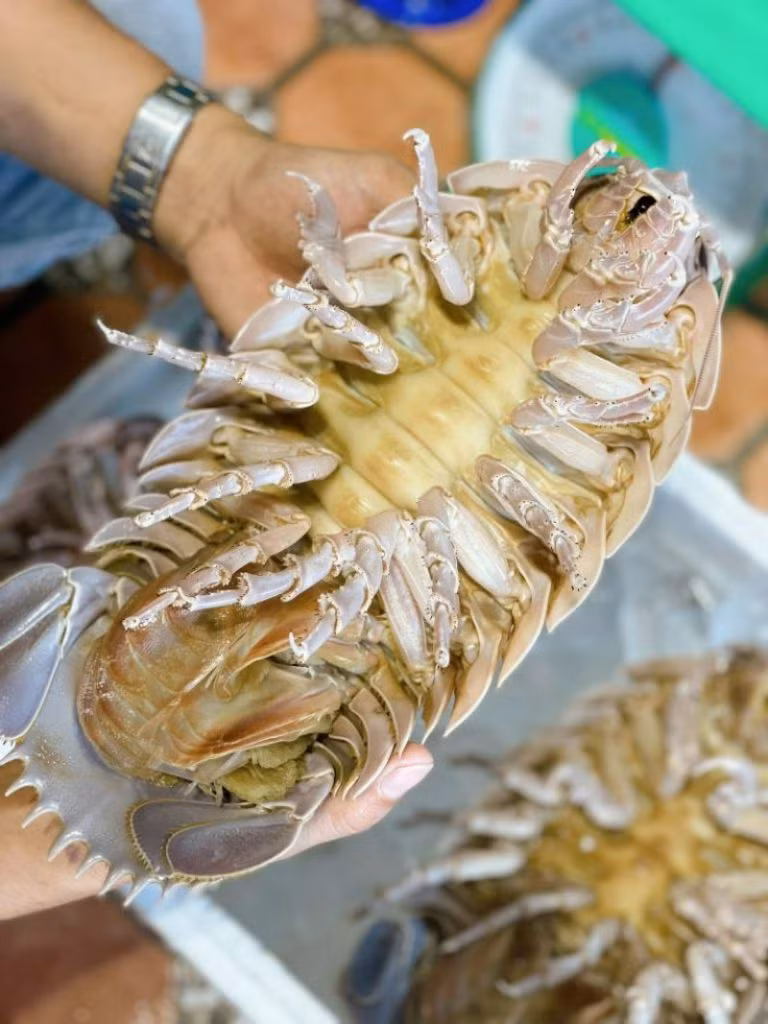 Giá của bọ biển khổng lồ khá đắt do loại hải sản này khá hiếm và không dễ đánh bắt. Loại hải sản này được đánh bắt hoàn toàn tự nhiên tại các vùng biển ở Việt Nam như: tỉnh Khánh Hòa, Phú Yên, Quảng Ngãi,... Thực khách thường phải đặt trước cả tháng mới có thể mua được loại hải sản đặc biệt này về thưởng thức.
