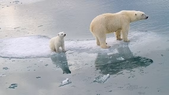 Nhiệt độ ấm hơn kết hợp cùng hiện tượng El Nino gây ra hạn hán tại nhiều khu vực. Đồng thời, cháy rừng cũng có nguy cơ xảy ra nhiều hơn gây ảnh hưởng đến môi trường trên thế giới.