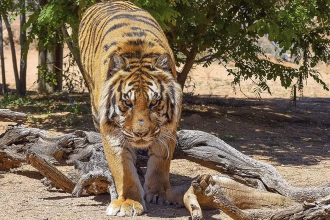 Quỹ bảo vệ động vật hoang dã (WWF) cho hay những con hổ trên toàn cầu đang có nguy cơ bị tuyệt chủng trong hoang dã. Số lượng của chúng đã tụt từ 100.000 con hổ Bengal trong những năm 1900 xuống còn khoảng 3.200 con vào những năm 2010. Ảnh: AP.