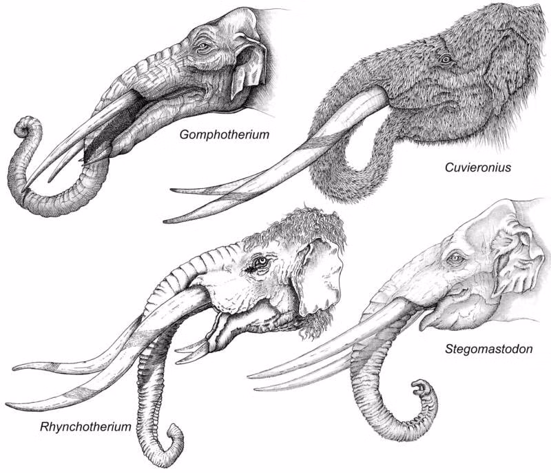 Căn cứ vào tình trạng bộ xương mới phát hiện, các chuyên gia ước tính con voi gomphothere đã sống trên Trái đất vào khoảng 5,5 triệu năm trước.