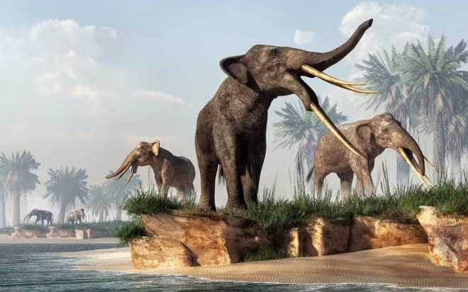 Theo các nhà nghiên cứu, voi gomphothere cổ đại có thể nặng tới 4 tấn và cao 3m khi trưởng thành. Loài voi này trở thành mục tiêu săn bắt của cư dân bản địa.